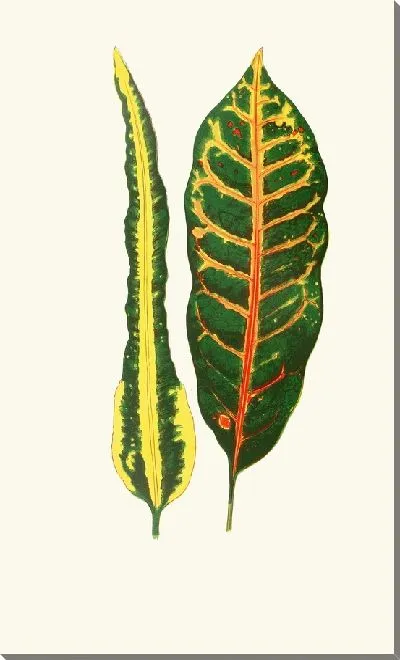 Картина Кодиеум иррегулярный, Codiaeum Hillianum (1867-1870)