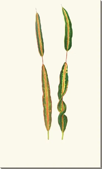 Картина Кодлеум Прерывание (1867-1870)