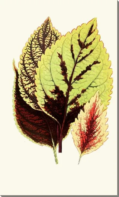 Картина Колеус Блюмей (1867-1870)