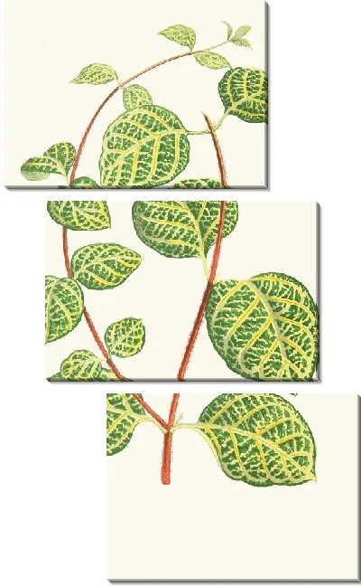 Картина Лоницера Брахипода (1867-1870)