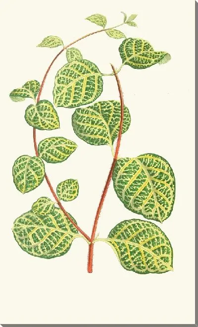 Картина Лоницера Брахипода (1867-1870)