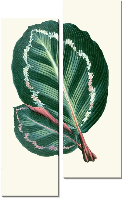 Картина Маранта Иллюстрис (1867–1870)