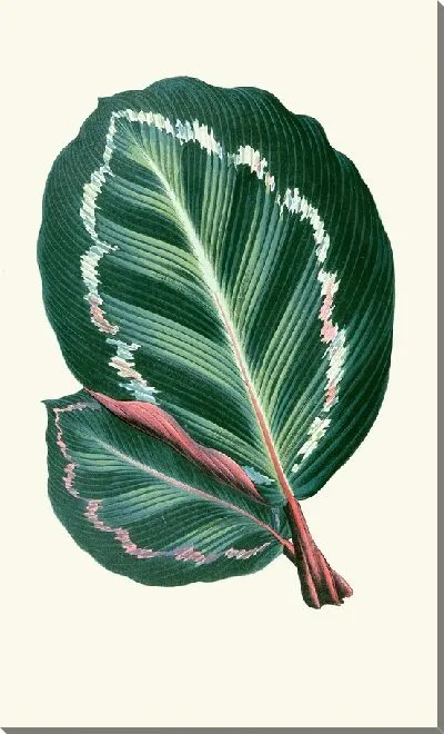 Картина Маранта Иллюстрис (1867–1870)