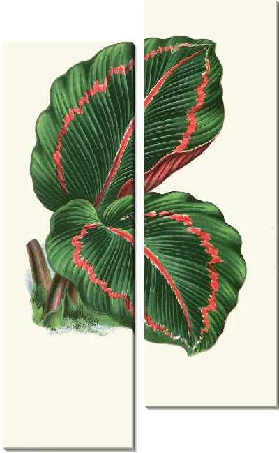 Картина Маранта Розео-Пикта (1867-1870)