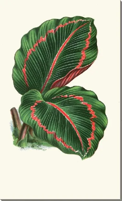 Картина Маранта Розео-Пикта (1867-1870)