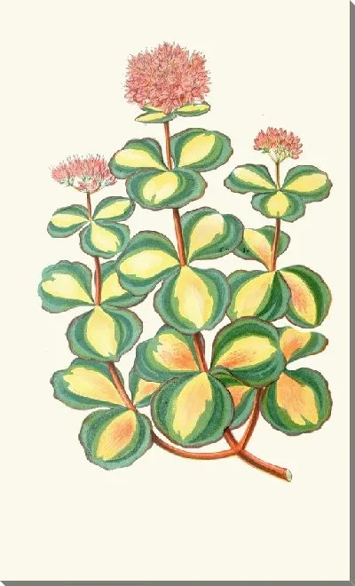 Картина Очиток Зибольдии (1867-1870)