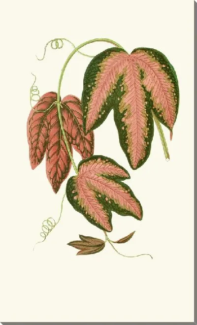 Картина Пассифлора трехфасциата (1867-1870)