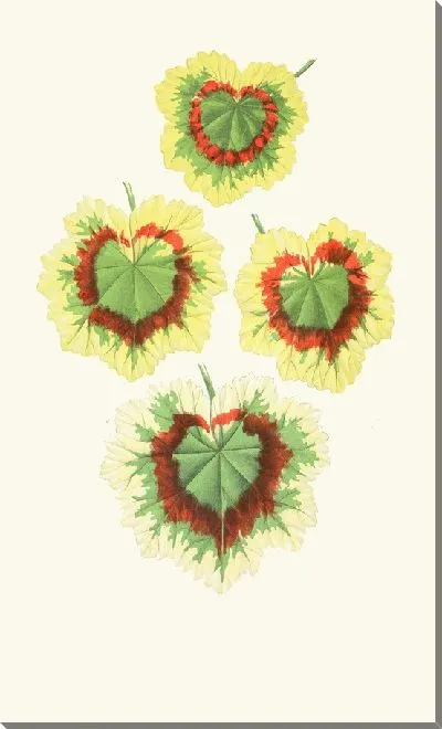 Картина Пеларгомиум зональный (1867-1870)