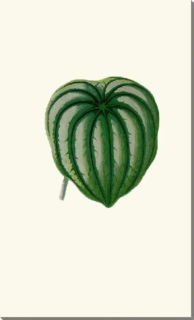 Картина Пеперомия Аргиреа (1867-1870)