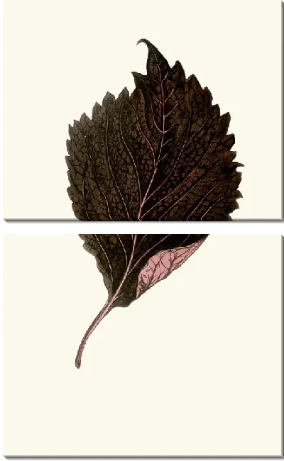 Картина Перилла Нанкиненсис (1867-1870)