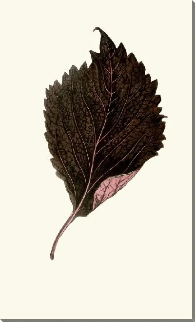 Картина Перилла Нанкиненсис (1867-1870)