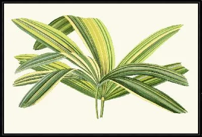 Рапис Флабеллиформис (1867-1870)