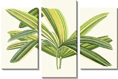 Рапис Флабеллиформис (1867-1870)