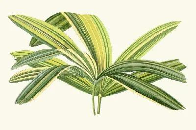 Рапис Флабеллиформис (1867-1870)