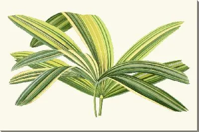 Картина Рапис Флабеллиформис (1867-1870)