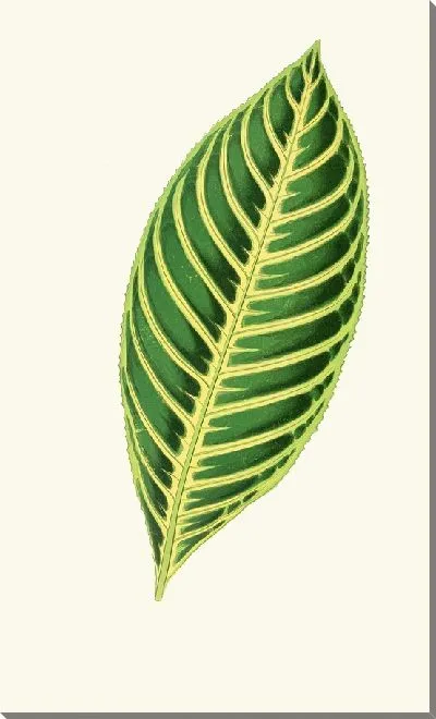 Картина Санчеция Нобилис (1867-1870)