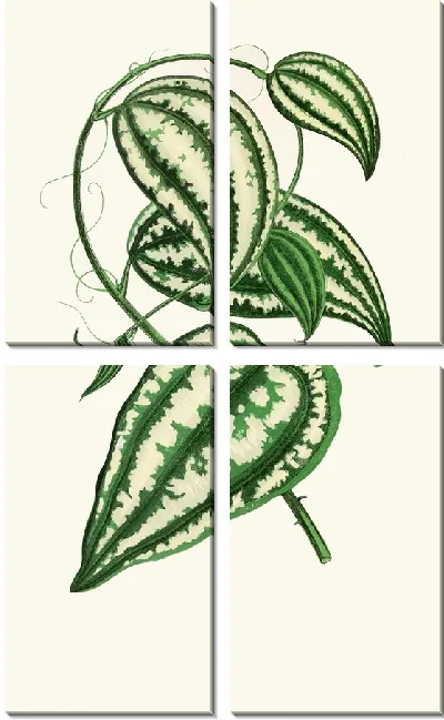 Картина Смилакс Макрофилла (1867-1870)