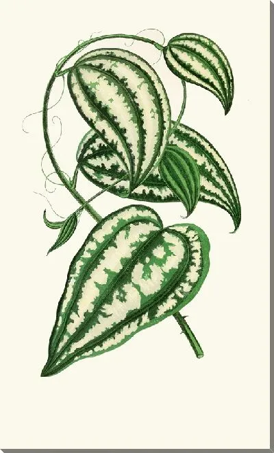 Картина Смилакс Макрофилла (1867-1870)