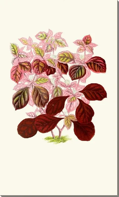 Картина Телантера фикоидея (1867-1870)