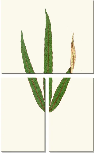 Картина Терминалия Элеганс (1867-1870)