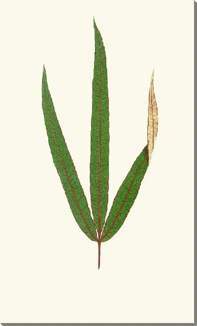 Картина Терминалия Элеганс (1867-1870)