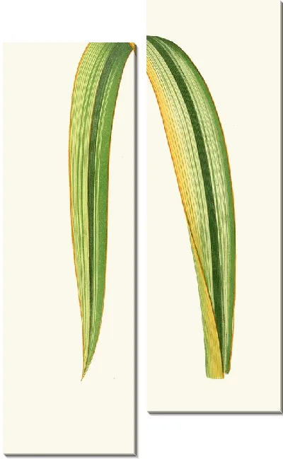 Картина Формиум Тенакс (1867-1870)