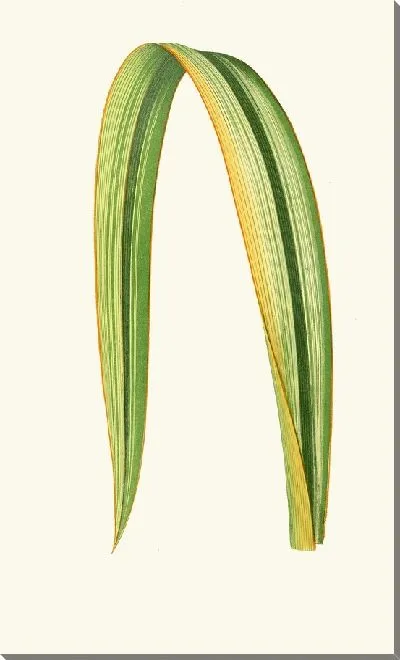 Картина Формиум Тенакс (1867-1870)