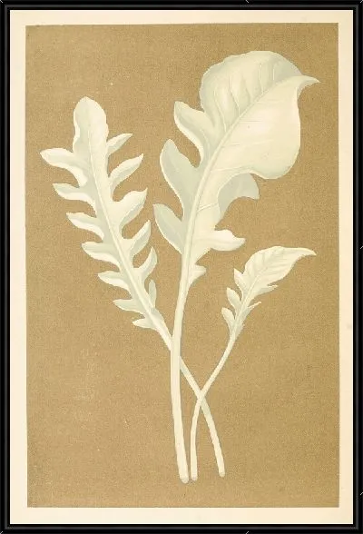 Картина Центауреа Кандидиссима (1867-1870)
