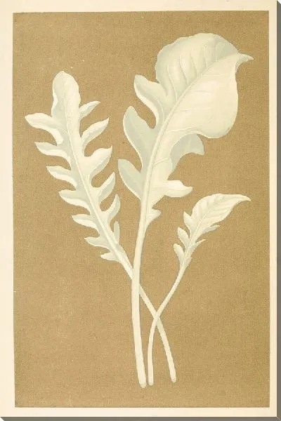 Картина Центауреа Кандидиссима (1867-1870)