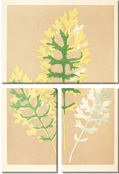 Картина Цинерария Маритима Фэйрбаирнианум (1867-1870)