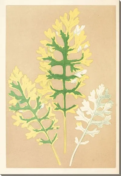 Картина Цинерария Маритима Фэйрбаирнианум (1867-1870)