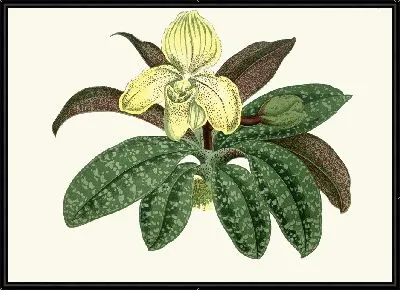 Циприпедиум одноцветный (1867-1870)