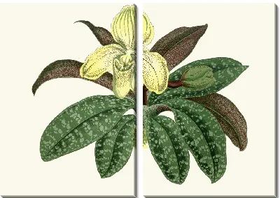 Циприпедиум одноцветный (1867-1870)