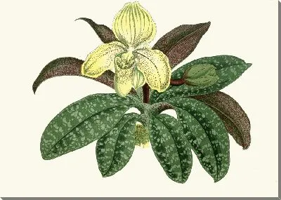 Картина Циприпедиум одноцветный (1867-1870)