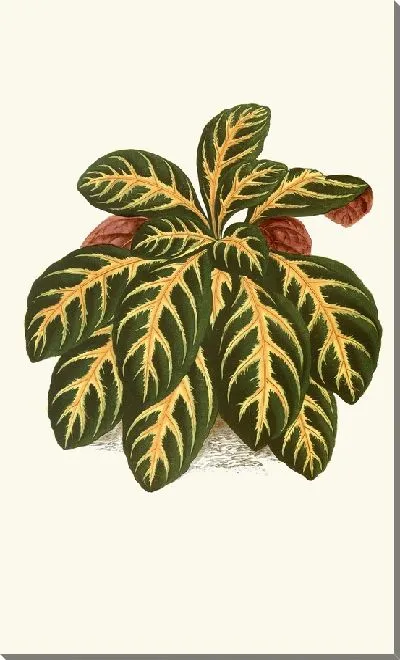 Картина Эрантемум игнеум (1867-1870)