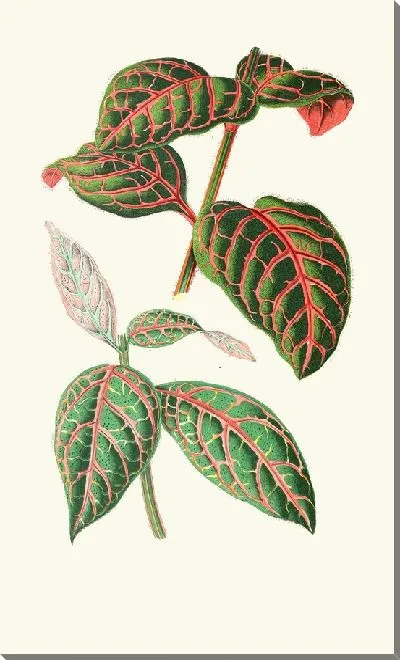 Картина Эрантемум сангвинолентум (1867-1870)