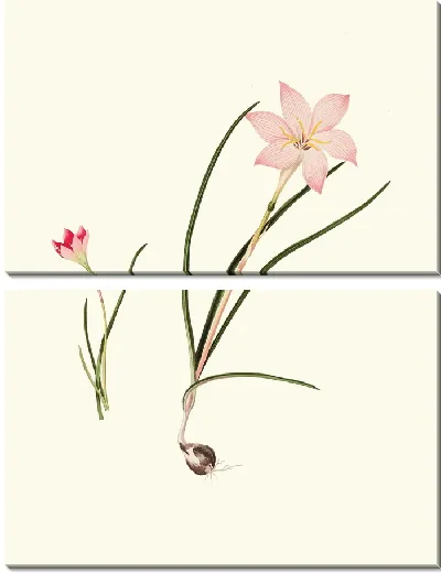 Картина Зефирантес Каринатус и Зефирантес розовый (1834)