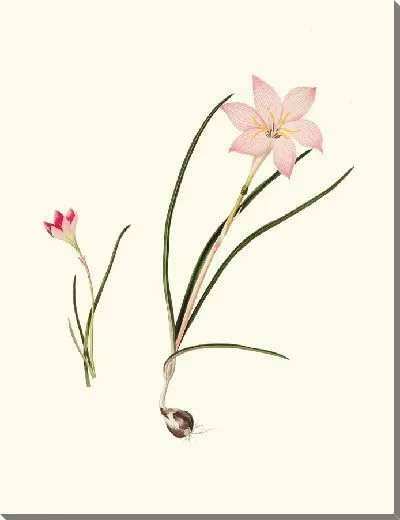 Картина Зефирантес Каринатус и Зефирантес розовый (1834)