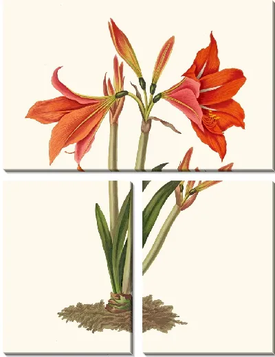 Картина Мексиканская лилия (1834 г.)