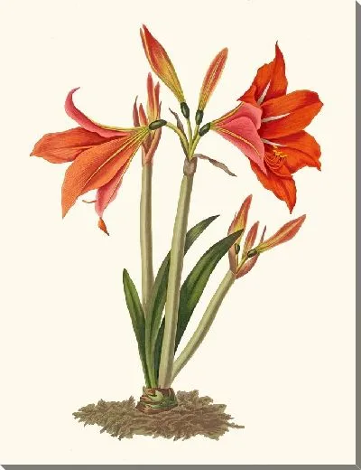 Картина Мексиканская лилия (1834 г.)
