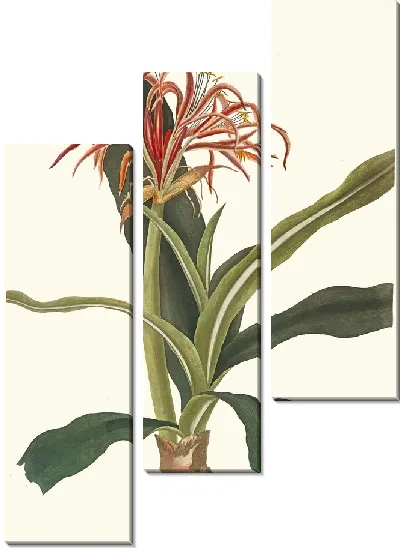 Картина Crinum Hybridum, Pedunculatum и Zeylanicum (1834 г.)