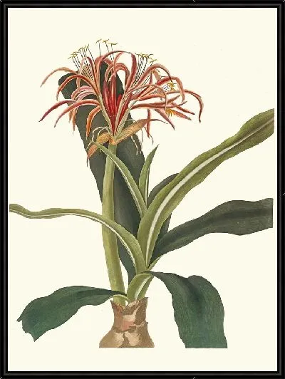 Картина Crinum Hybridum, Pedunculatum и Zeylanicum (1834 г.)