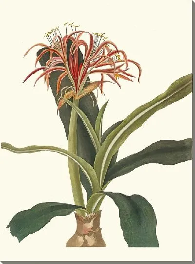 Картина Crinum Hybridum, Pedunculatum и Zeylanicum (1834 г.)