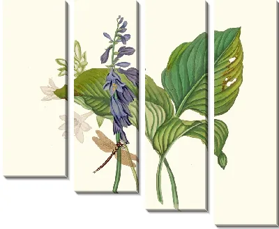 Картина Hemerecalliscarulea, Hemerecallis Japonica (1834 г.)