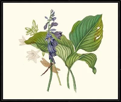 Hemerecalliscarulea, Hemerecallis Japonica (1834 г.)