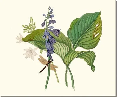 Hemerecalliscarulea, Hemerecallis Japonica (1834 г.)