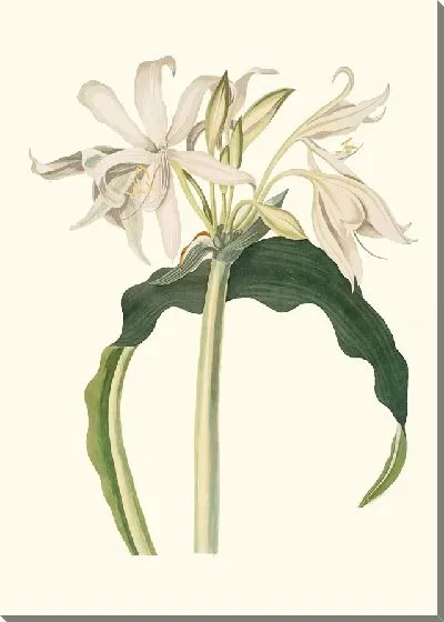 Картина Амариллис Аулика (1834 г.)