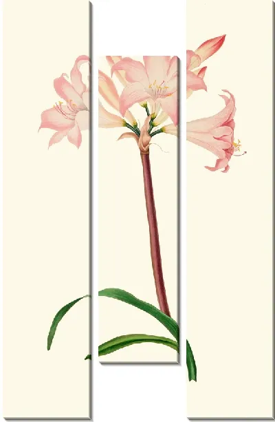 Картина Амариллис Белладонна (1834 г.)