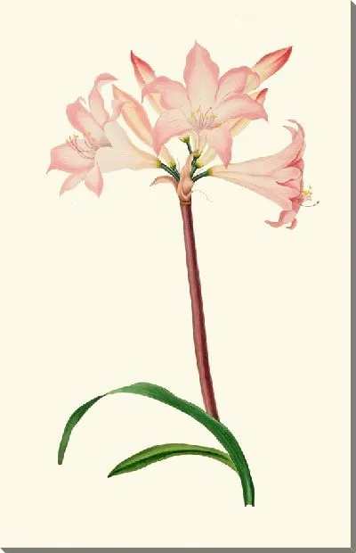 Картина Амариллис Белладонна (1834 г.)