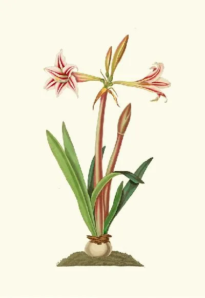 Картина Амариллис Виттата (Младший) (1834)